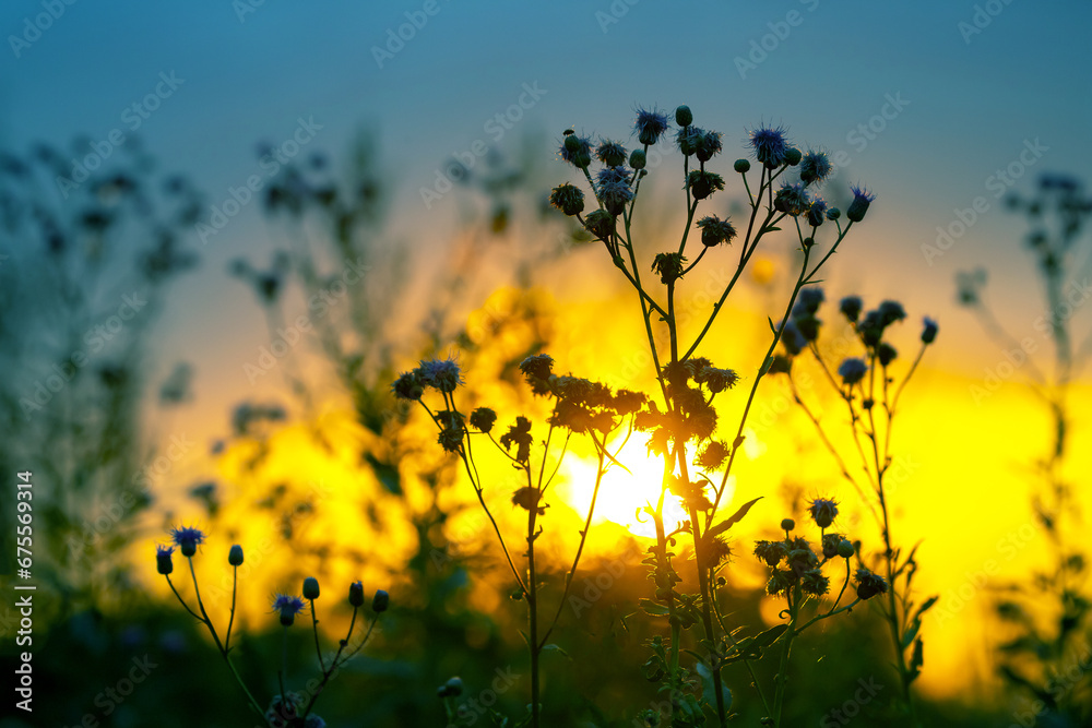 Obraz premium silhouettes of flowers and plants against the background of the setting sun