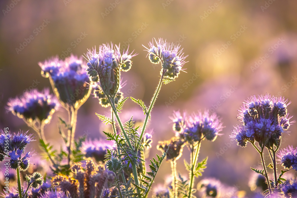 Obraz premium Colorful wildflowers in backlit evening sunlight. The nature of floral botany