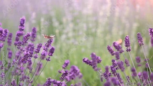 Sunset over a violet lavender field in Provence, France