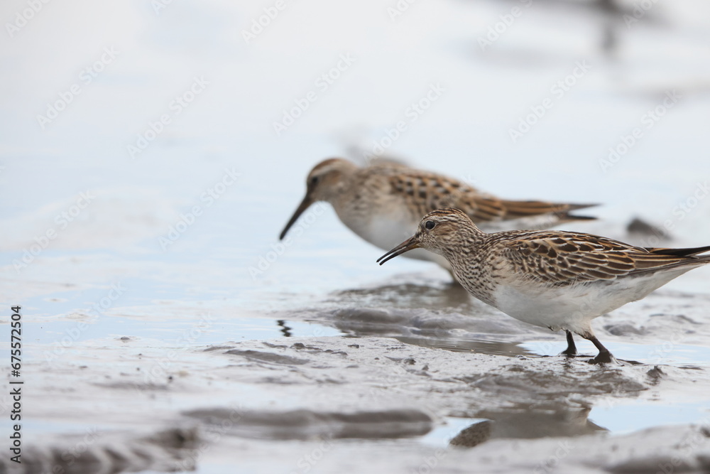 The pectoral sandpiper (Calidris melanotos) is a small, migratory wader that breeds in North America and Asia, wintering in South America and Oceania. The pectoral sandpiper (Calidris melanotos) is a small, migratory wader that breeds in North America and Asia, wintering in South America and Oceania.
