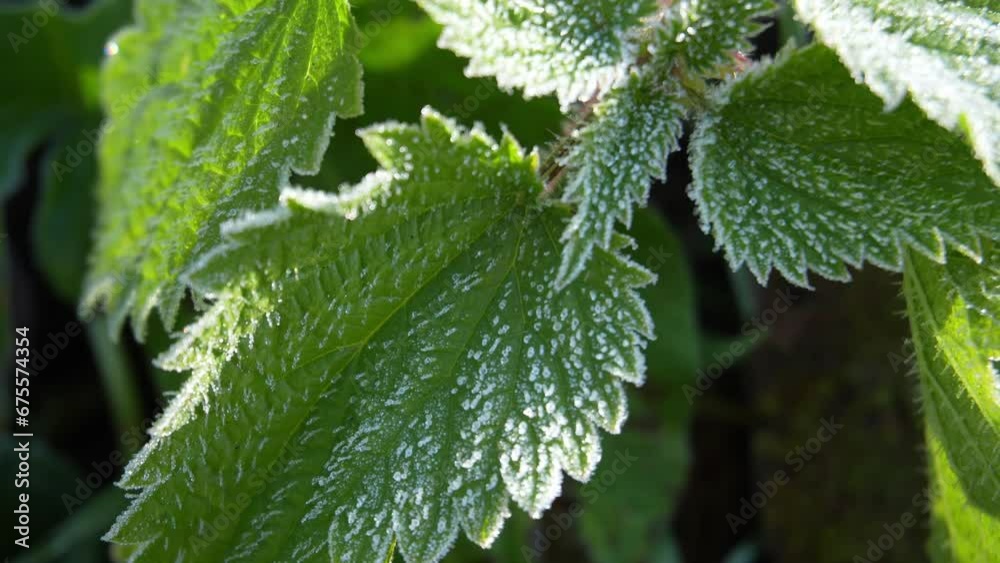 Frosty mint leaves and grass with shiny ice frost in snowy forest park. Leaves covered hoarfrost and in snow. Tranquil peacful winter nature. Extreme north low temperature, cool winter weather outdoor Frosty mint leaves and grass with shiny ice frost in snowy forest park. Leaves covered hoarfrost and in snow. Tranquil peacful winter nature. Extreme north low temperature, cool winter weather outdoor