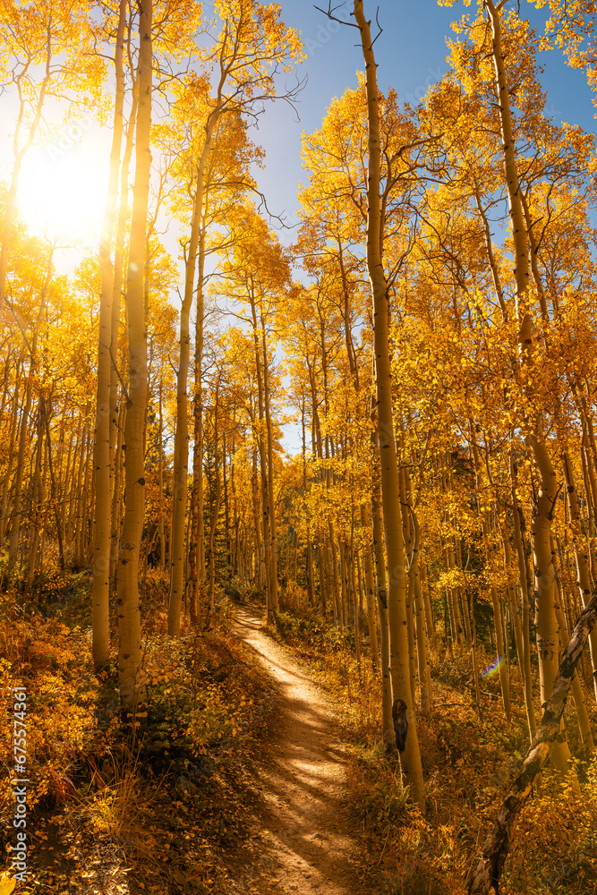 Obraz premium Beautiful Sunlit Yellow Aspen Forest Trail in Autumn