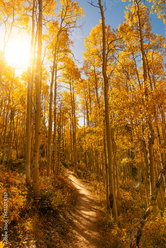 Beautiful Sunlit Yellow Aspen Forest Trail in Autumn