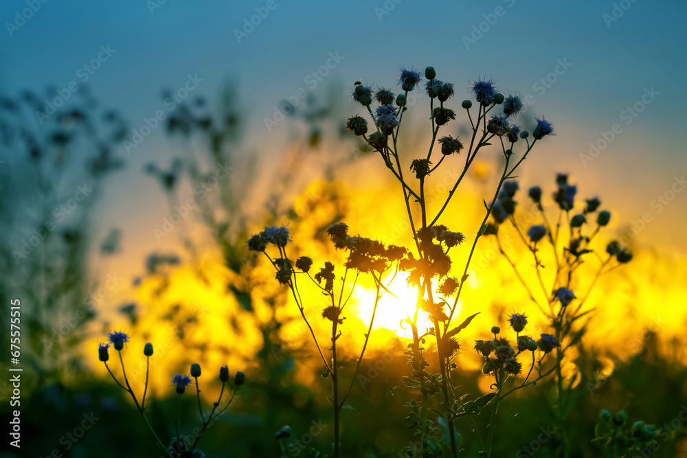 silhouettes of flowers and plants against the background of the setting sun silhouettes of flowers and plants against the background of the setting sun