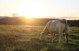 Une vache broute face au coucher du soleil