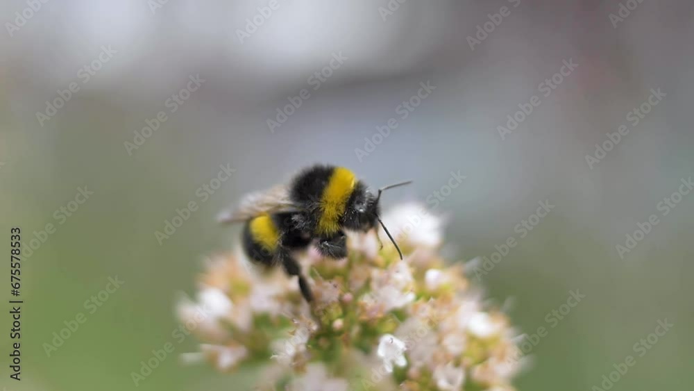Slow motion macro on bumblebee collecting nectar from white flowers of Patagonian forest Slow motion macro on bumblebee collecting nectar from white flowers of Patagonian forest