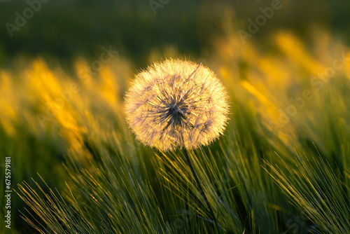 dandelion on a background of green grass. Nature and floral botany