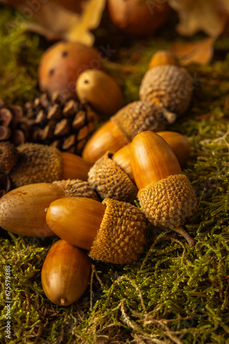 beautiful acorns in the field just fallen from the tree, with small pine cones next to them and dry leaves