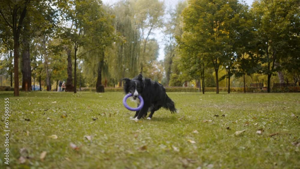 Dog brings caught ring to owner for training by command Dog brings caught ring to owner for training by command