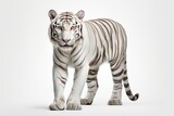 White Bengal tiger isolated on white background. Beautiful majestic proud beast. Strong, powerful, noble animal. For design of banner, poster, postcard.