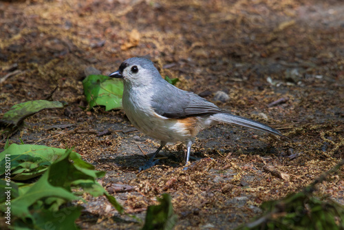 Tufted Titmouse