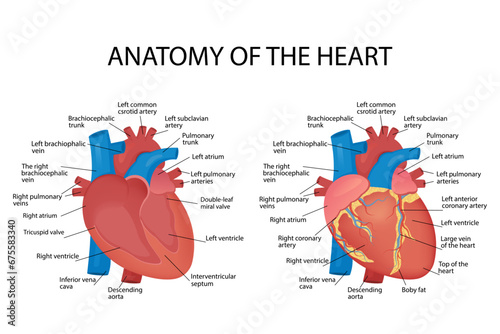 Anatomy of the heart of the human heart on a white background. Vector illustration, for poster