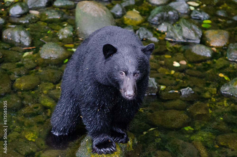Black Bears (Ursus americanus) frolic in the river in Uclulet BC on the west coast of Vancouver Island Black Bears (Ursus americanus) frolic in the river in Uclulet BC on the west coast of Vancouver Island