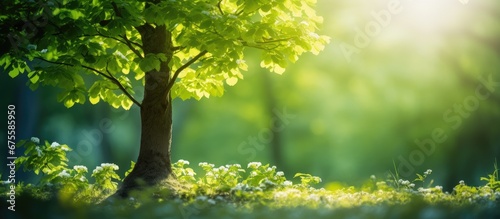 In the lush green forest with the warm sun shining through the leaves a young tree stands tall in the vibrant springtime surrounded by a background of blooming plants and the white glow of 