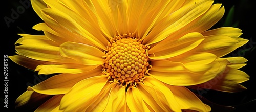 In the vibrant summer garden the macro shot of a yellow floral beauty captures the intricate details of its petals stamen and pistil while the delicate stigma and sepals accentuate the allur photo