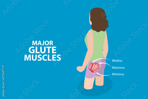 3D Isometric Flat Vector Illustration of Major Glute Muscles , Anatomical Structure