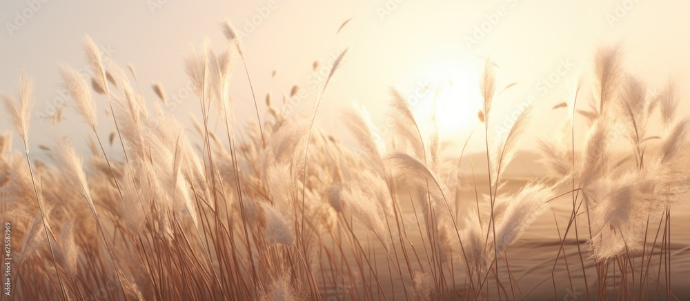 pampas grass in a field in the sun. banner - obrazy, fototapety, plakaty 