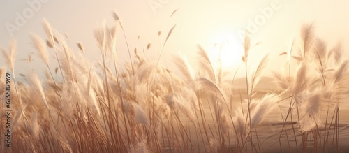 pampas grass in a field in the sun. banner photo