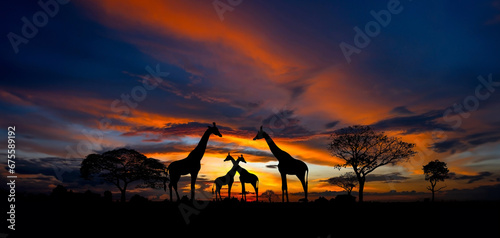 Panorama silhouette Giraffe family and tree in africa with sunset.Tree silhouetted against a setting sun.Typical african sunset with acacia trees in Masai Mara, Kenya © noon@photo