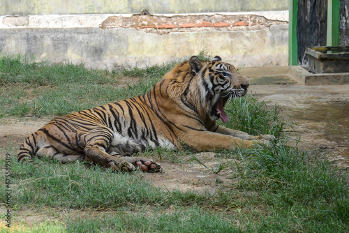 The tiger (Panthera tigris) is the largest living cat species from the genus Panthera. photo