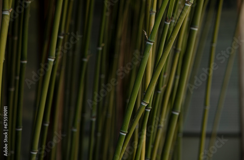Closeup of bamboo plants against dark background.