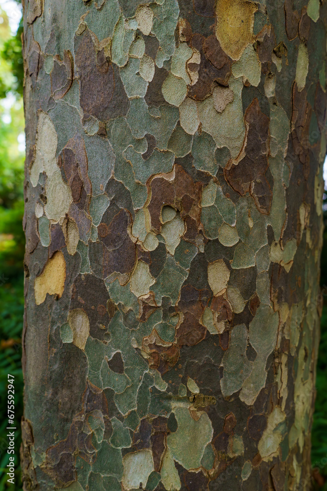 Chinese elm tree texture closeup Chinese elm tree texture closeup