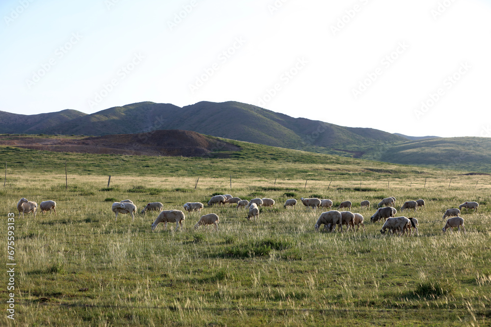  A flock of sheep are eating grass on the grassland