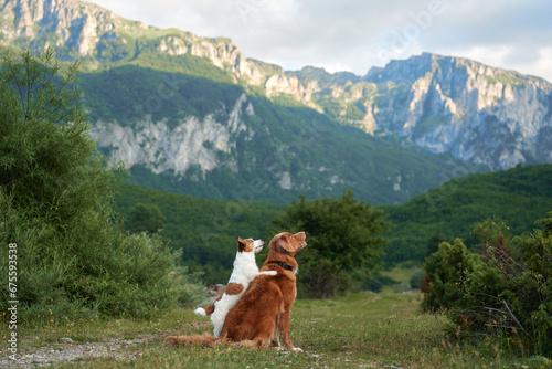 Two dogs gaze into the distance, serene in a mountainous landscape. Nova Scotia Duck Tolling Retriever and Jack Russell Terrier on nature