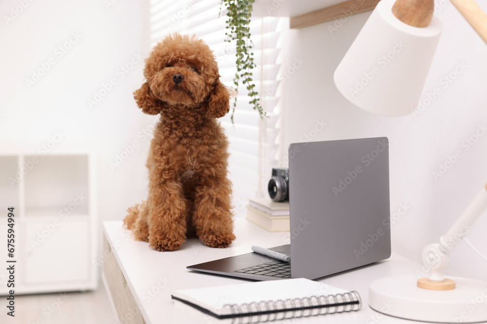Cute Maltipoo dog on desk near laptop and notebook at home
