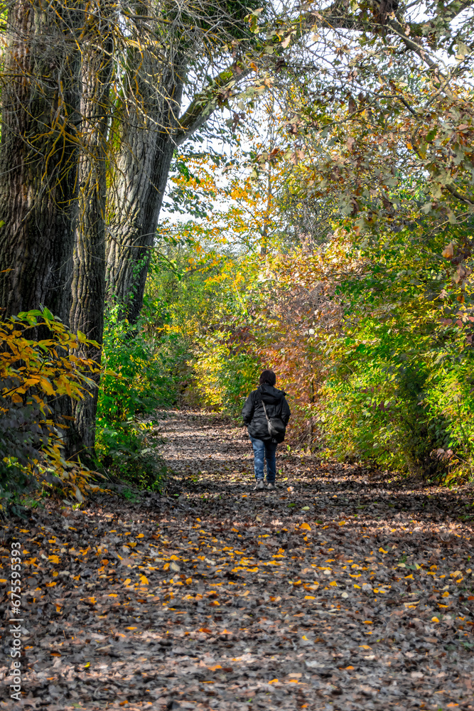 Beautiful looking autumn in sunny weather in the park Beautiful looking autumn in sunny weather in the park