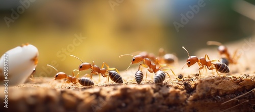 Close up group of red ant on wood background, teamwork and leadership concept © andri