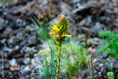 King's Spear Plant (Asphodeline Lutea) photo