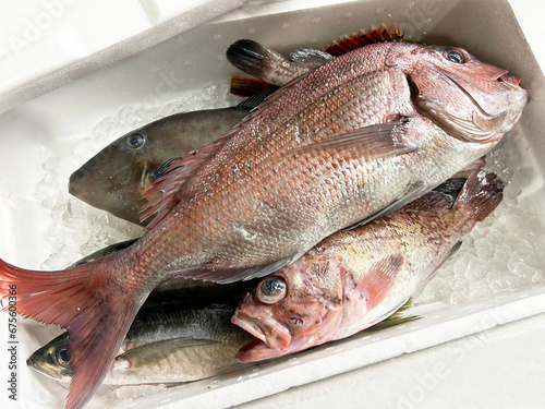 漁港の市場直送の獲れたてピチピチ鮮魚の詰め合わせボックス　 photo