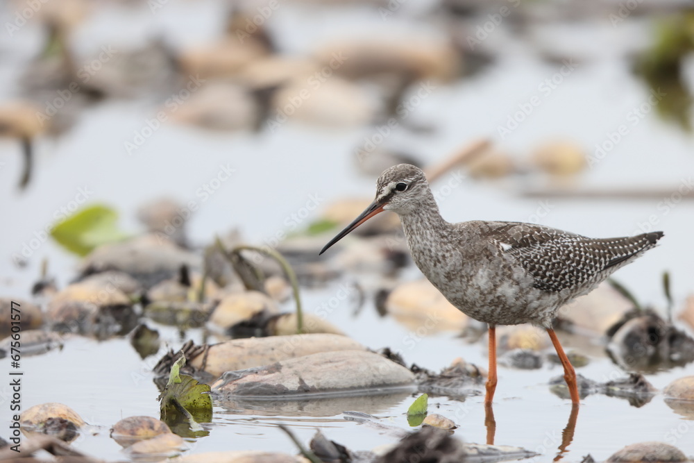 The spotted redshank (Tringa erythropus) is a wader (shorebird) in the large bird family Scolopacidae. The spotted redshank (Tringa erythropus) is a wader (shorebird) in the large bird family Scolopacidae.