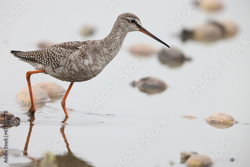 The spotted redshank (Tringa erythropus) is a wader (shorebird) in the large bird family Scolopacidae.  photo