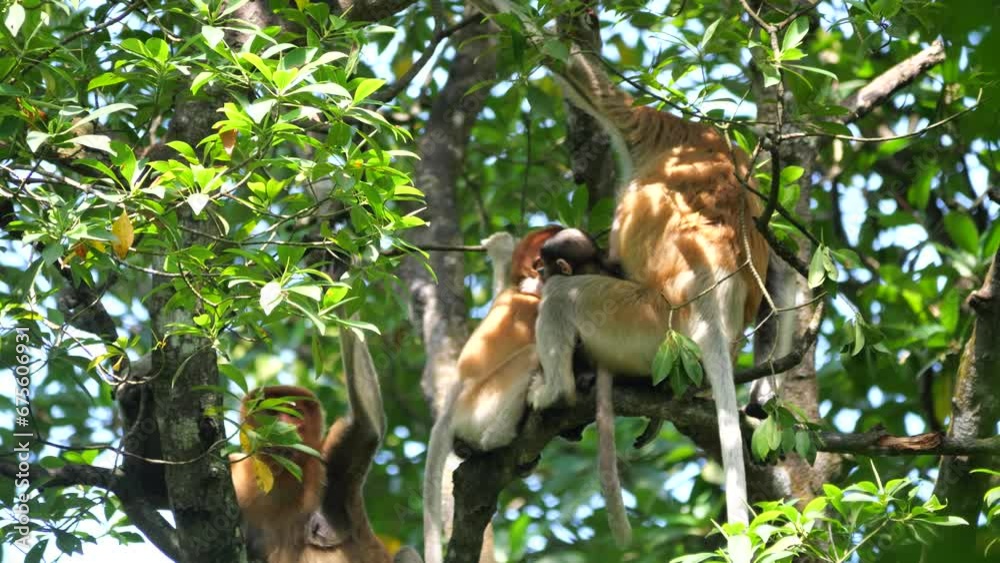 An adult female proboscis monkey (Nasalis larvatus) and her baby is ...