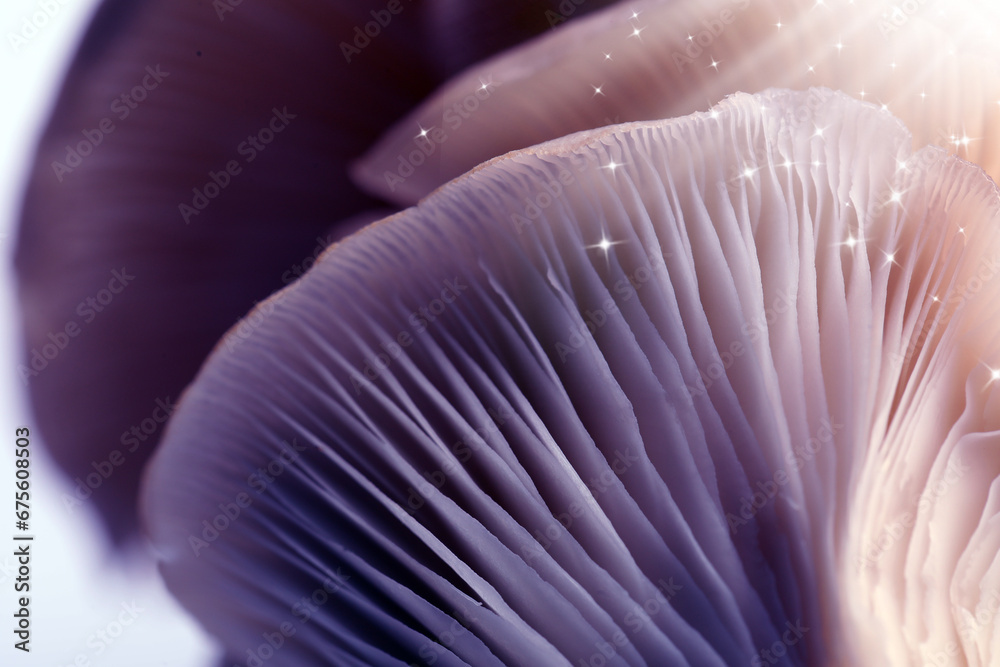 Fresh psilocybin (magic) mushrooms with stars, closeup view. Color toned Fresh psilocybin (magic) mushrooms with stars, closeup view. Color toned