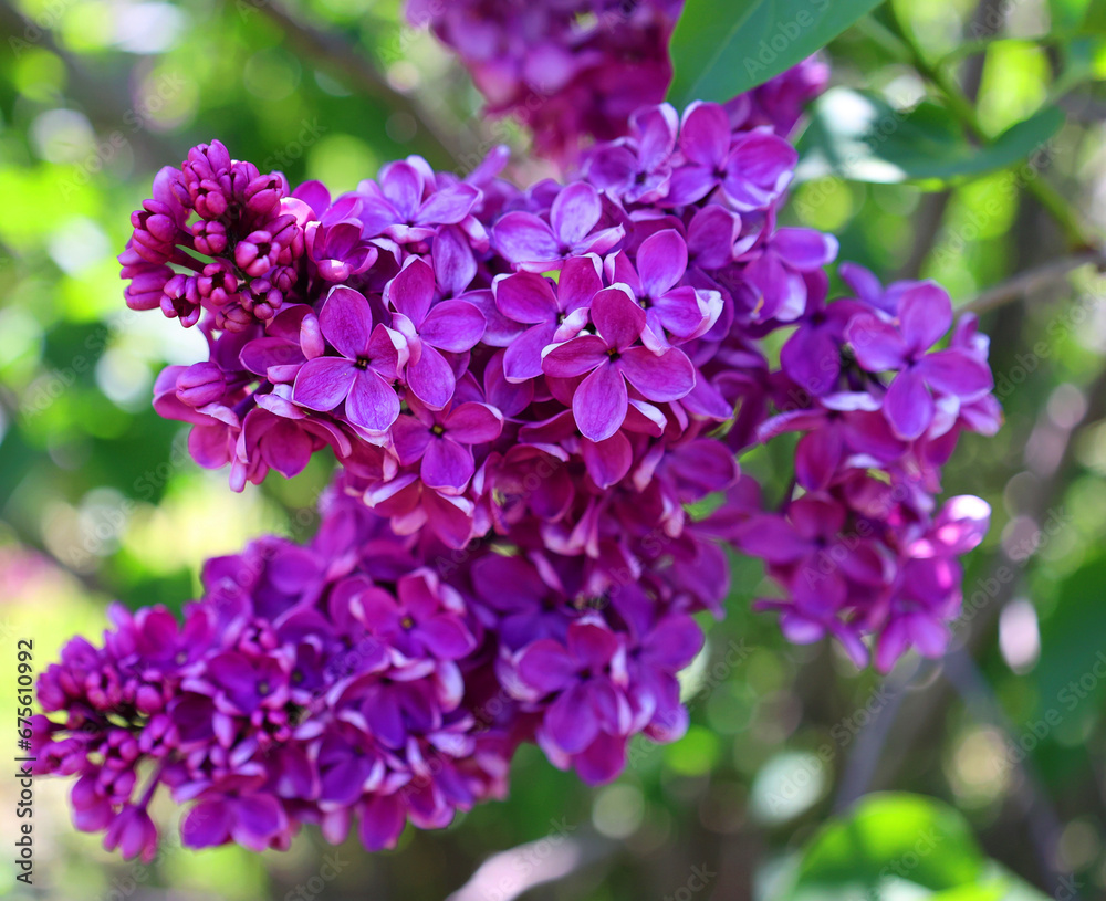 Syringa vulgaris (lilac or common lilac) is a species of flowering plant in the olive family Oleaceae, native to the Balkan Peninsula, where it grows on rocky hill Syringa vulgaris (lilac or common lilac) is a species of flowering plant in the olive family Oleaceae, native to the Balkan Peninsula, where it grows on rocky hill
