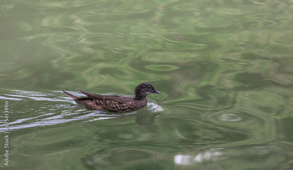 A female mandarin duck swimming in a pond. Aix galericulata A female mandarin duck swimming in a pond. Aix galericulata