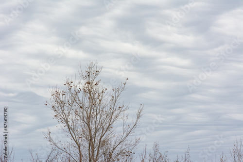 An overcast sky filled with clouds with a ripple pattern and a solitary winter tree stripped of its leaves in the foreground.