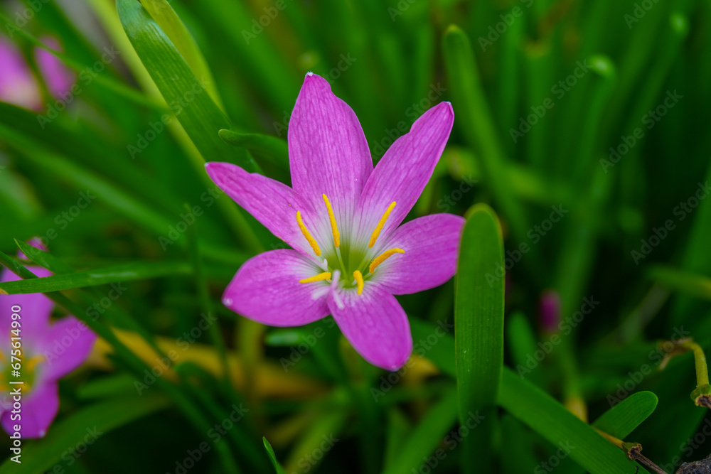 Beautiful color and texture of rain lily