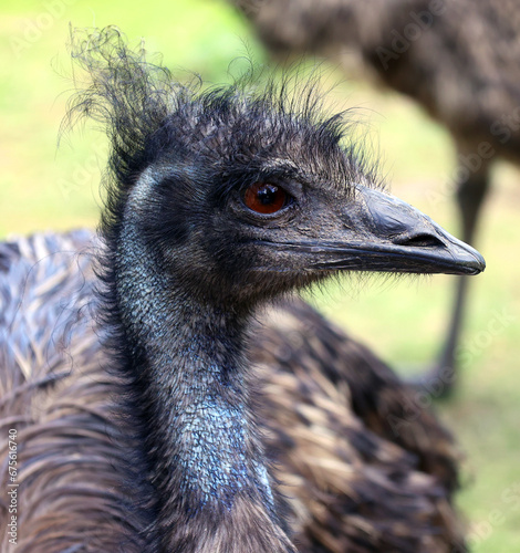 The emu is the largest bird native to Australia and the only extant member of the genus Dromaius. It is the second-largest extant bird in the world by height, after its ratite relative, the ostrichani