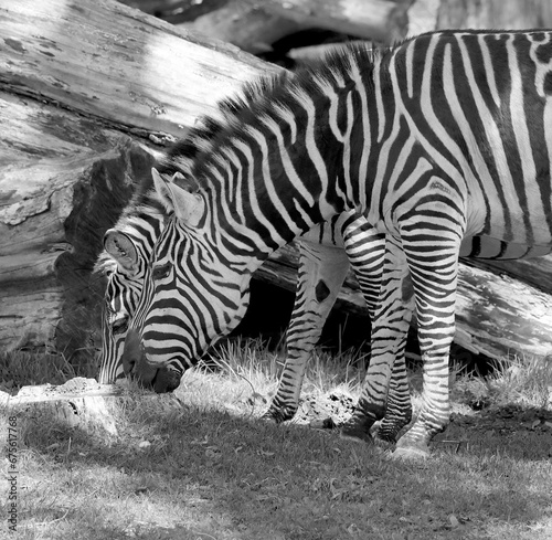 Burchell s zebra is a southern subspecies of the plains zebra. It is named after the British explorer William John Burchell. Common names include bontequagga  Damara zebra and Zululand zebra 