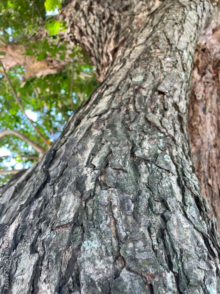 tree bark background