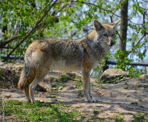 The coyote  also known as the American jackal  brush wolf  or the prairie wolf  is a species of canine found throughout North and Central America