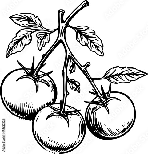 Food Cherry Tomatoes Vintage Outline Icon In Hand-drawn Style