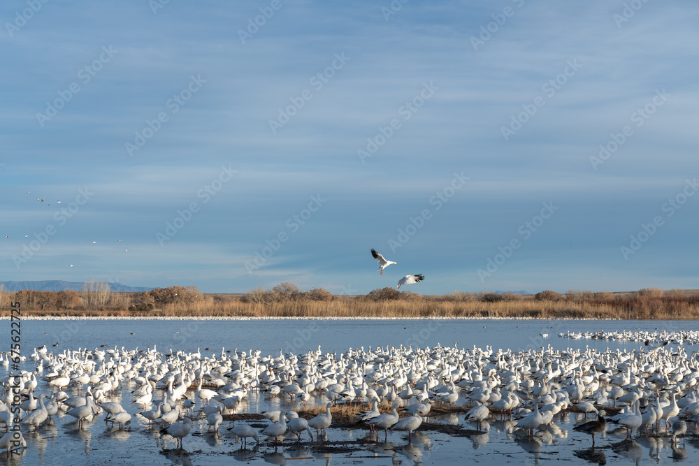 Fototapeta premium A flock of Snow Geese roosting on the banks of a lake in New Mexico during their winter migration.