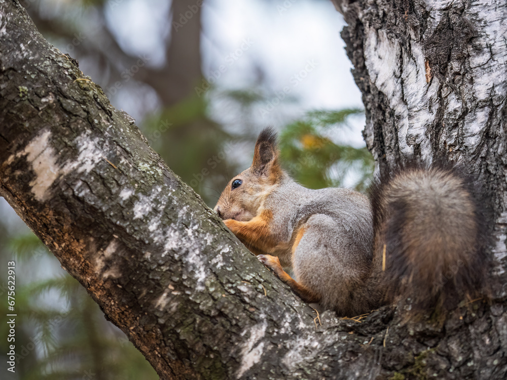 The squirrel with nut sits on tree in the autumn. Eurasian red squirrel, Sciurus vulgaris. The squirrel with nut sits on tree in the autumn. Eurasian red squirrel, Sciurus vulgaris.