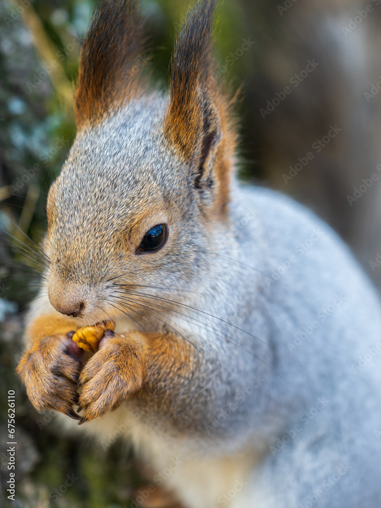 Obraz premium The squirrel with nut sits on a branches in the spring or summer. Portrait of the squirrel close-up