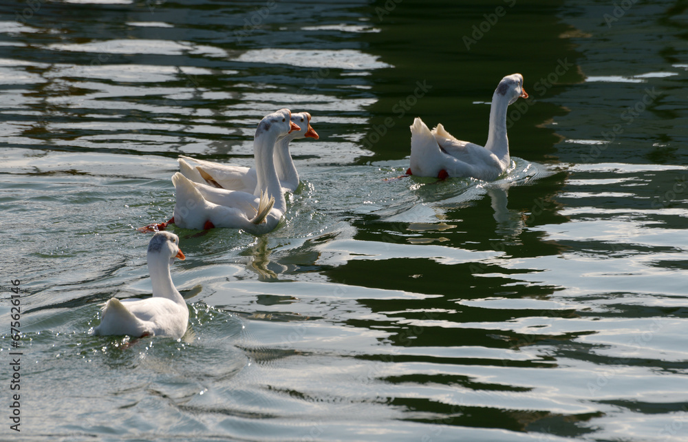 Obraz premium ガチョウ